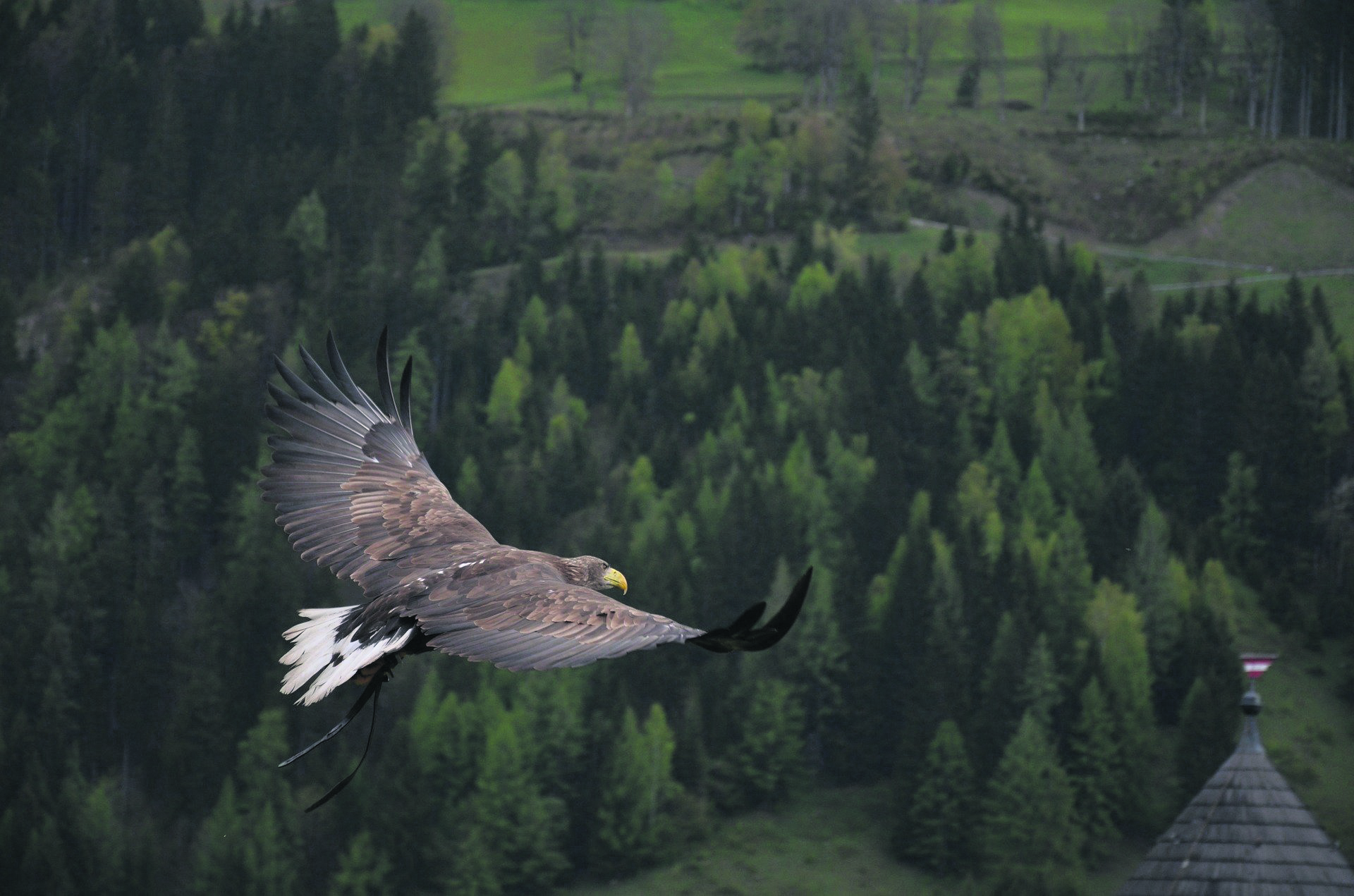 eagle-339128_1920 Lex