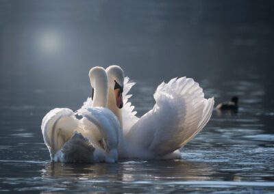 GOED VERHAAL – Liefde – Tje