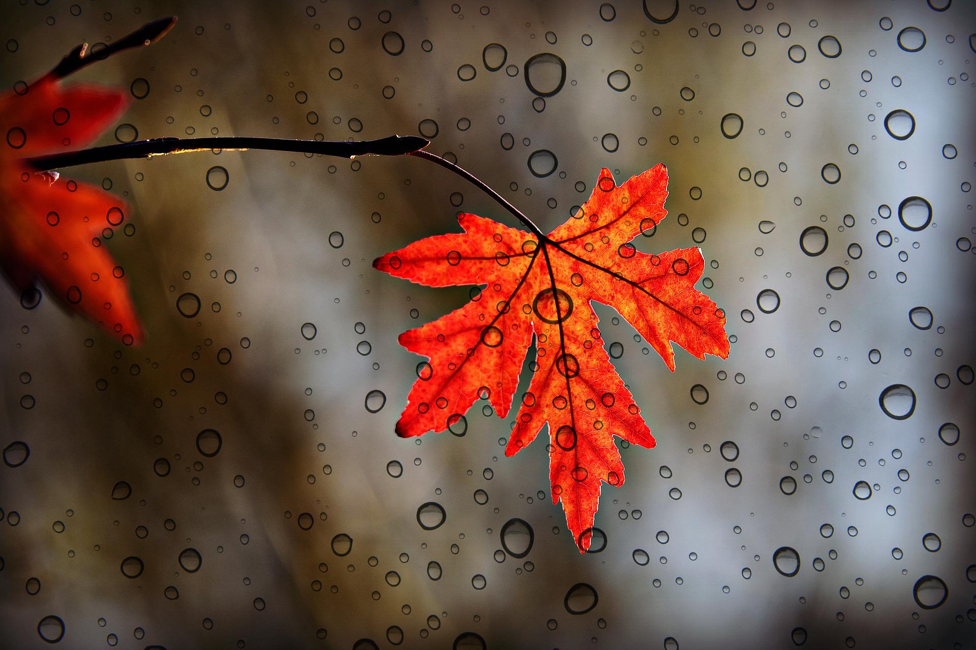 Herfstblad Lex