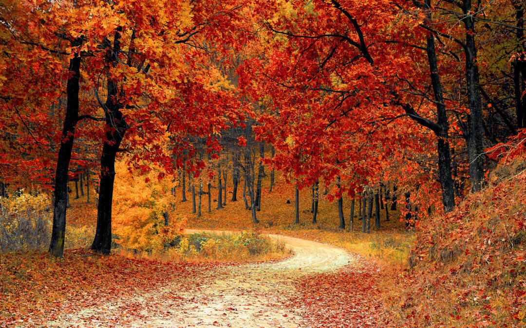 De herfst is goed voor je mentale én fysieke gezondheid